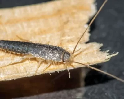 Silverfish-1024x576-1